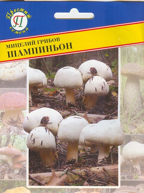 Шампиньон белый