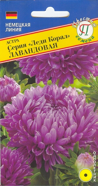 Астра "Леди Корал" Лавандовая