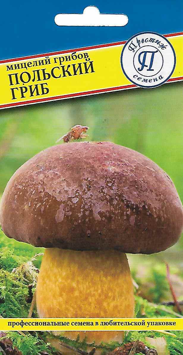 Польский гриб 