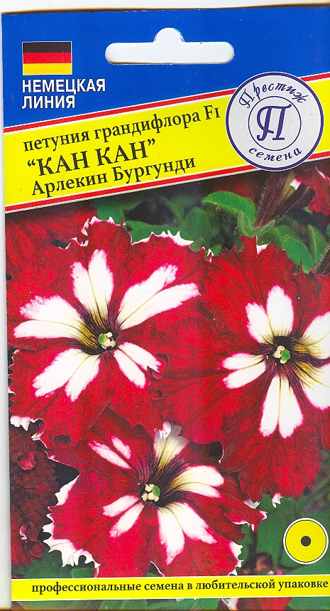 Петуния гранд."Кан Кан" Арлекин Бургунди