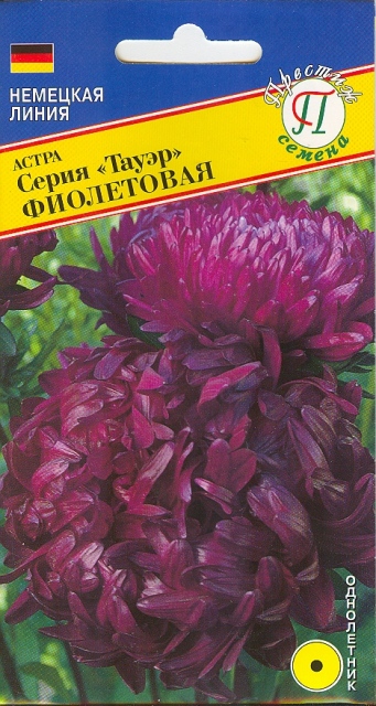 Астра "Тауэр" Фиолетовая 