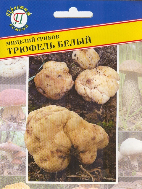 Трюфель белый