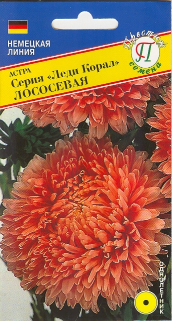 Астра "Леди Корал" Лососевая