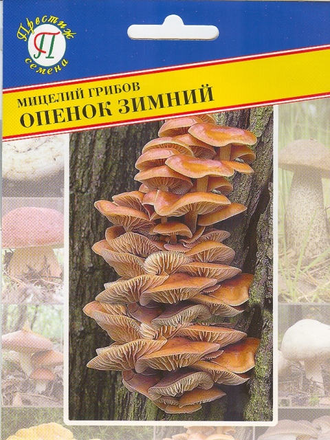 Опёнок зимний