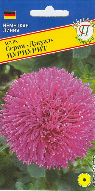 Астра "Джуэл" Пурпурит 